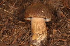 Boletus fibrillosus