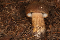 Boletus fibrillosus