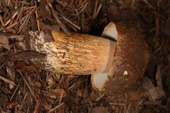 Boletus fibrillosus