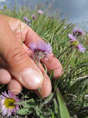 Erigeron porsildii