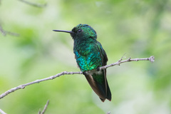 Chlorostilbon mellisugus