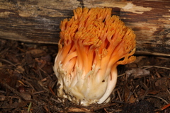 Ramaria longispora