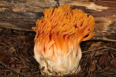 Ramaria longispora