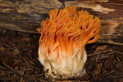 Ramaria longispora