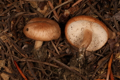 Rhodocybe nuciolens