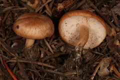 Rhodocybe nuciolens