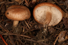 Rhodocybe nuciolens