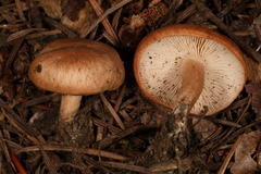 Rhodocybe nuciolens
