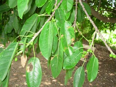 Ficus luschnathiana