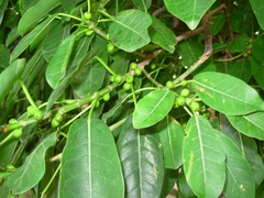Ficus luschnathiana