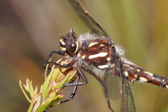 Archipetalia auriculata