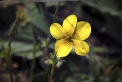 Viola purpurea quercetorum