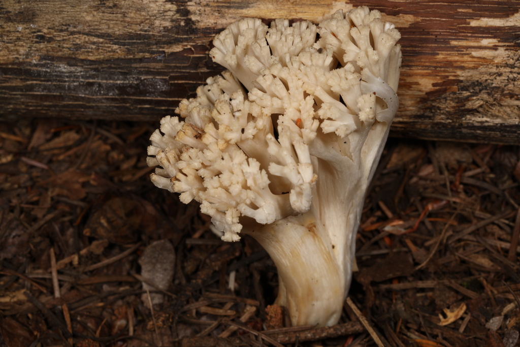 Ramaria velocimutans