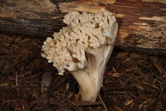 Ramaria velocimutans