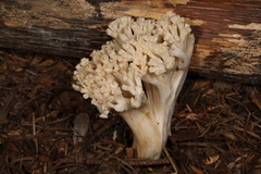 Ramaria velocimutans