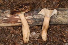 Lactarius kauffmanii