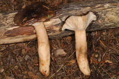 Lactarius kauffmanii
