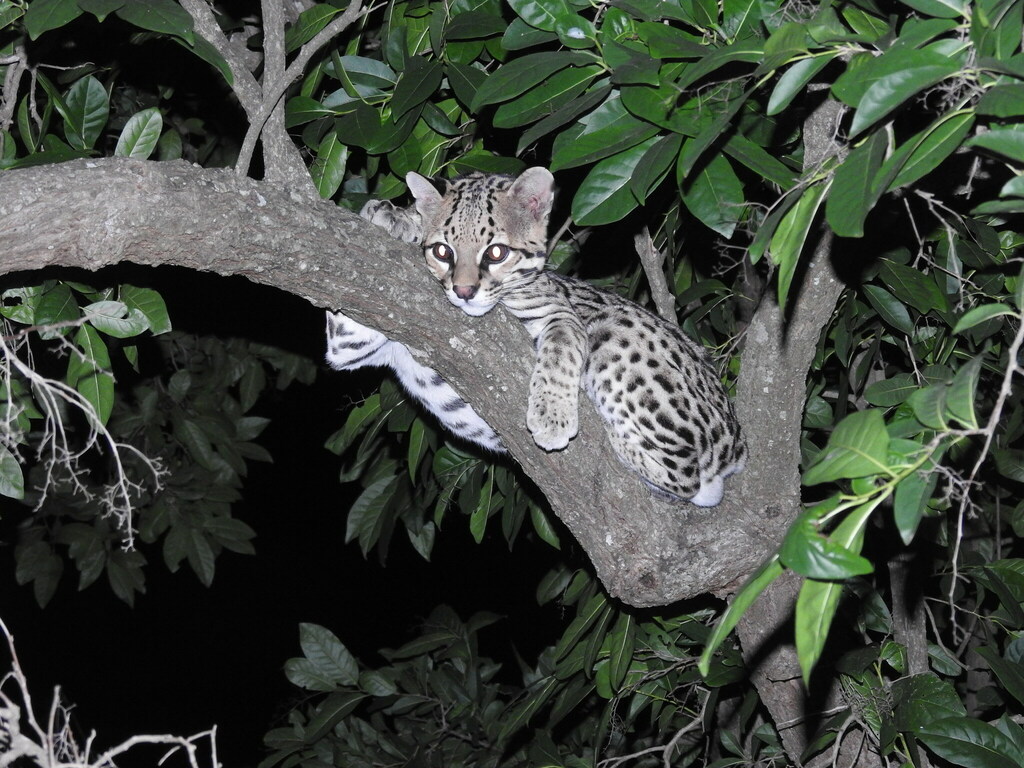 Ocelot