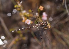 Archipetalia auriculata