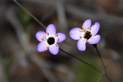 Leptosiphon ambiguus