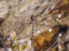 Archipetalia auriculata