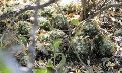 Mammillaria sphaerica