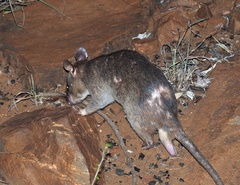 Cricetomys gambianus