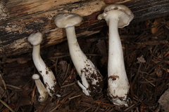 Clitocybe dilatata
