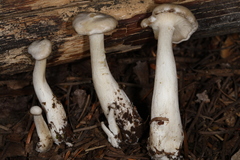 Clitocybe dilatata