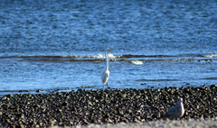 Ardea alba