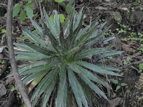 Thread agave (Agave filifera)