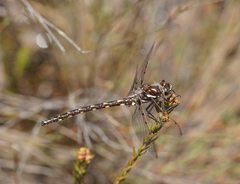 Archipetalia auriculata