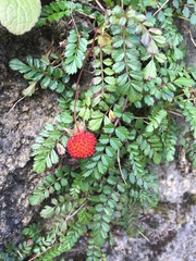 Rubus taiwanicola