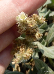 Phacelia hastata compacta