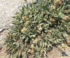 Phacelia hastata compacta