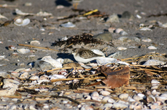 Calidris pusilla