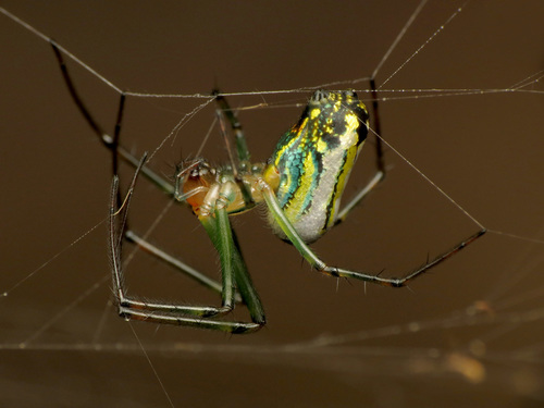 Orchard Orbweaver photo 6