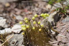 Pleurophascum grandiglobum