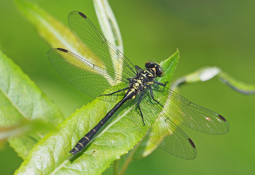 Northern Pygmy Clubtail photo 4