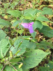 Impatiens textorii
