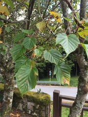 Acer morrisonense