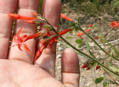 Ipomopsis aggregata formosissima