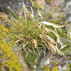 Deschampsia antarctica