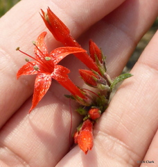 Ipomopsis aggregata formosissima
