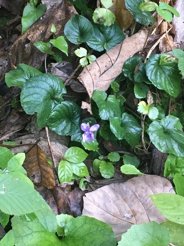 Viola faurieana iNat (1)