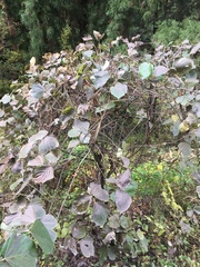 Pueraria montana lobata