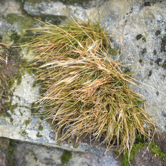 Deschampsia antarctica