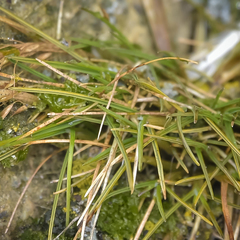 Deschampsia antarctica