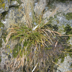 Deschampsia antarctica