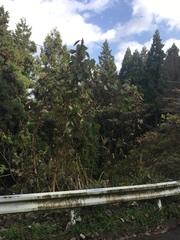 Pueraria montana lobata